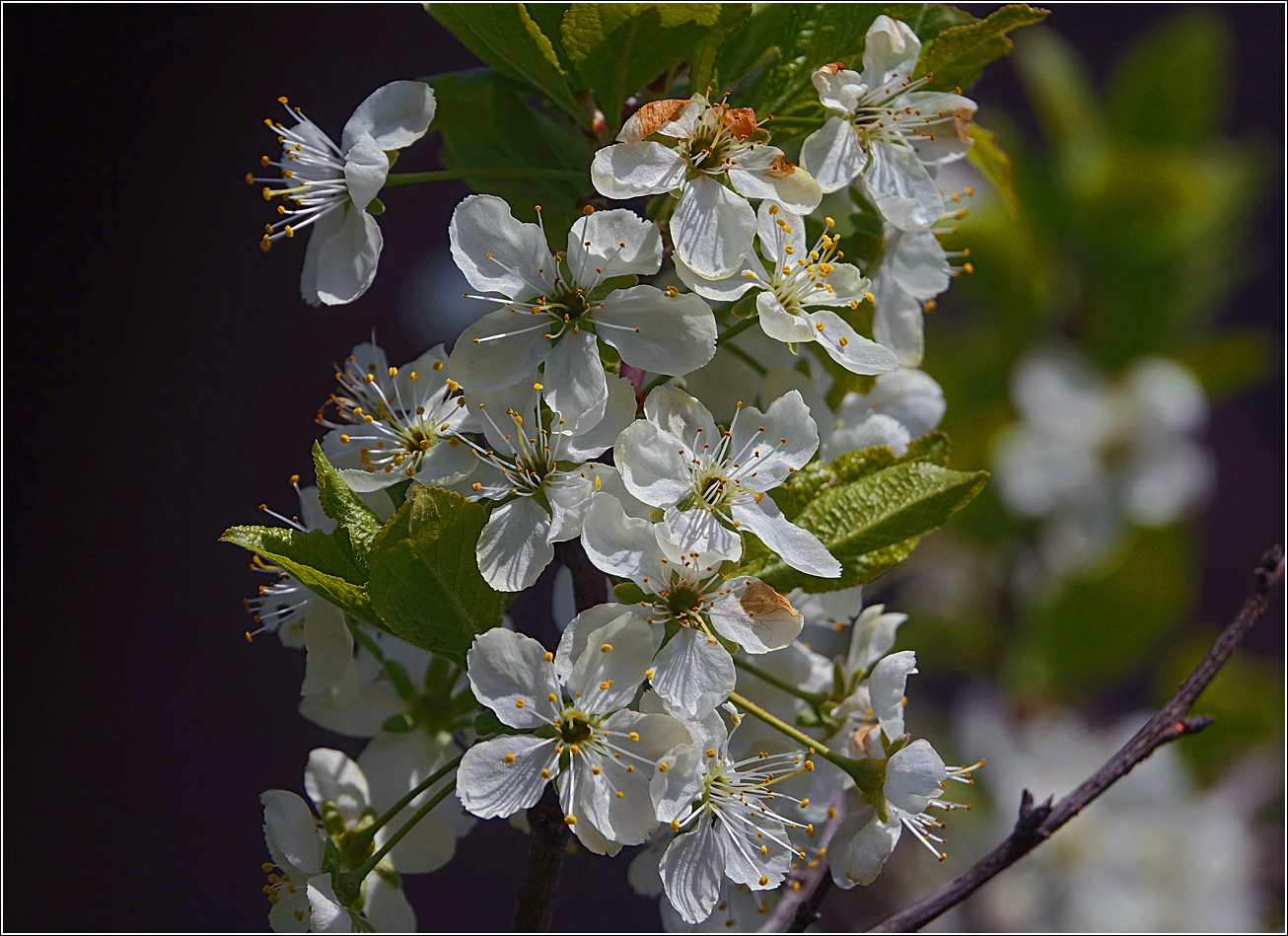 Image of Prunus domestica specimen.