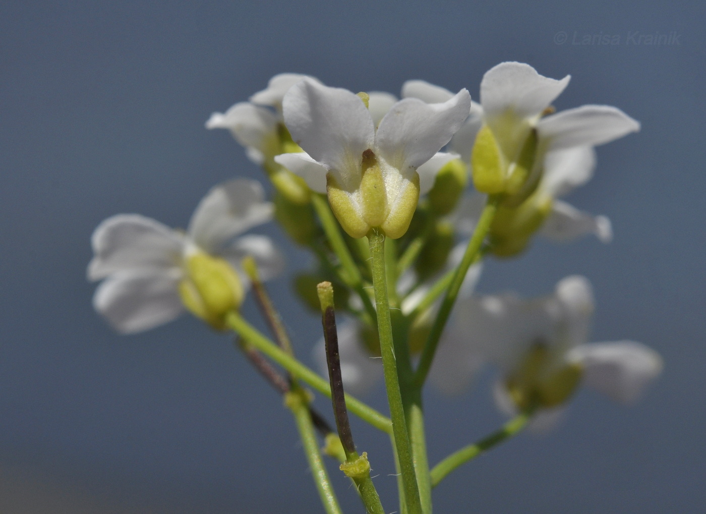 Image of familia Brassicaceae specimen.