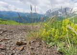 семейство Poaceae