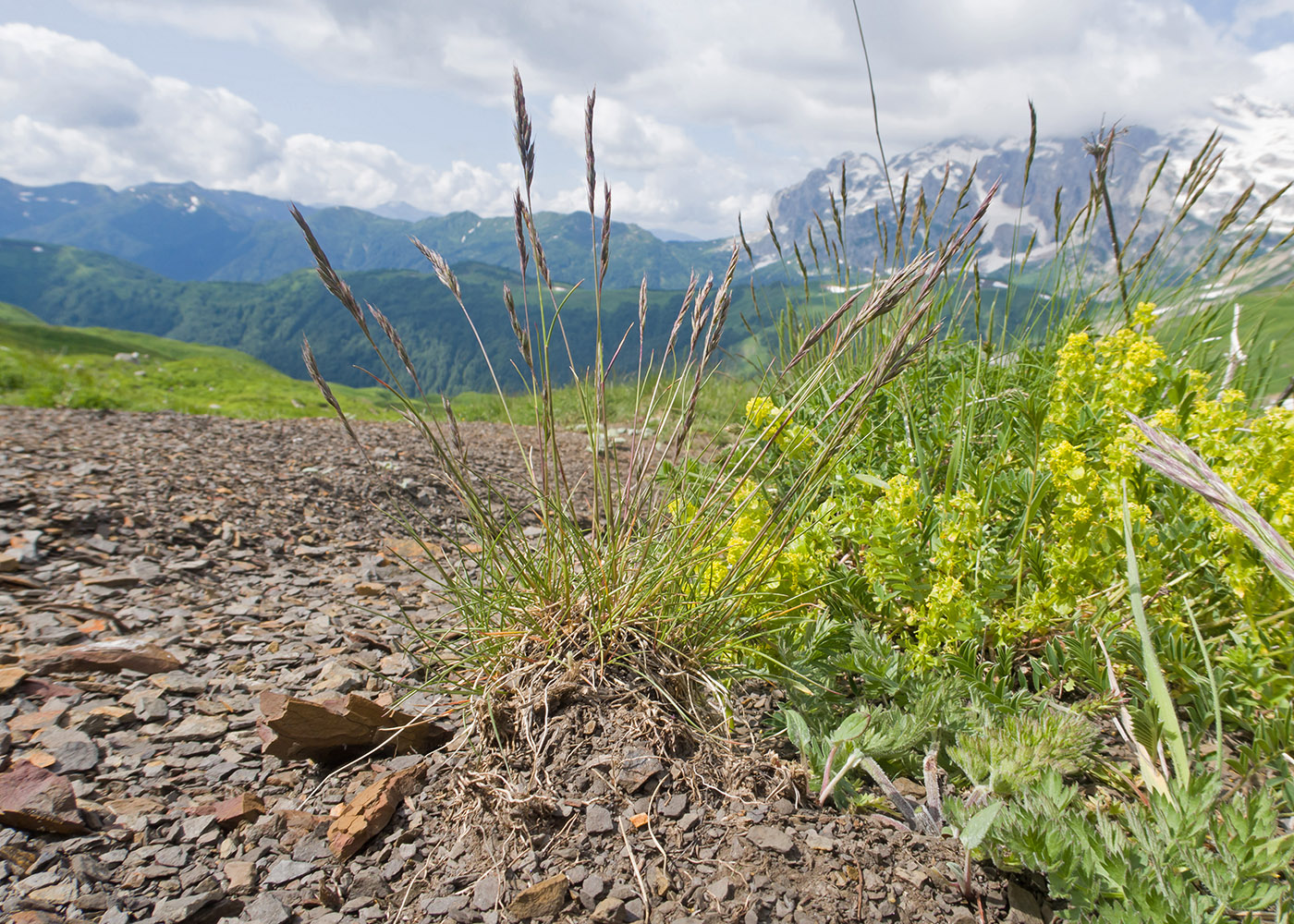 Image of familia Poaceae specimen.