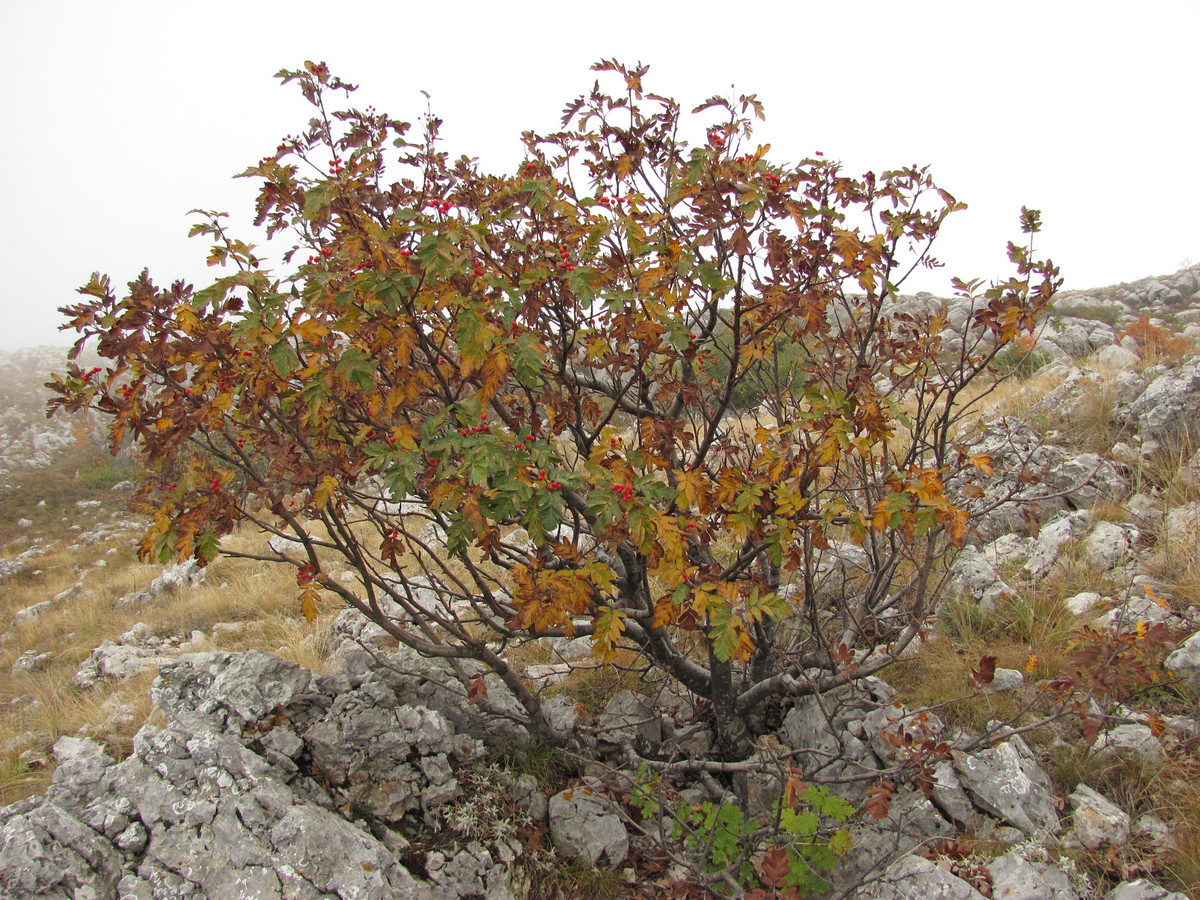 Image of Sorbus roopiana specimen.