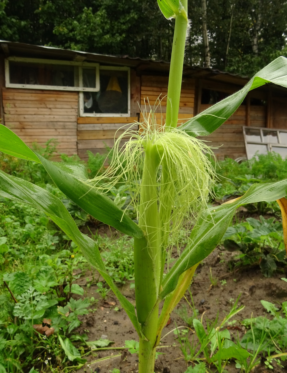 Изображение особи Zea mays.