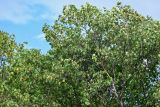 Betula platyphylla. Верхушка ветви. Курильские о-ва, о-в Кунашир, склон вулкана Головнина, ≈ 400 м н.у.м., опушка смешанного леса. 20.08.2022.