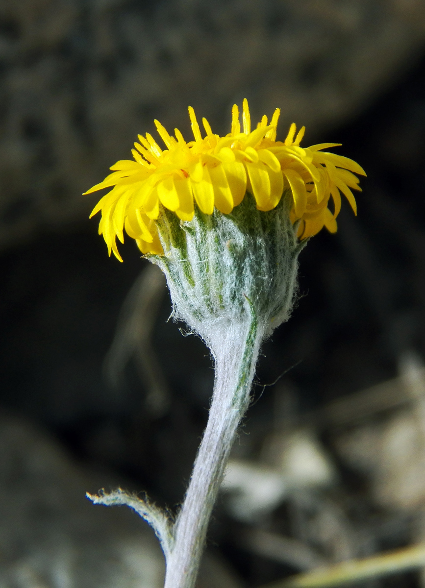 Изображение особи Erigeron cabulicus.