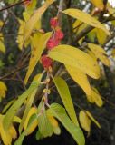 Смотреть изображение Salix gracilistyla
