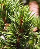 Picea abies. Верхушка веточки. Германия, Бавария, округ Верхняя Бавария, г. Бад-Тёльц. Декабрь.