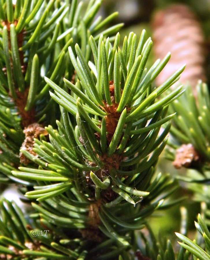 Изображение особи Picea abies.