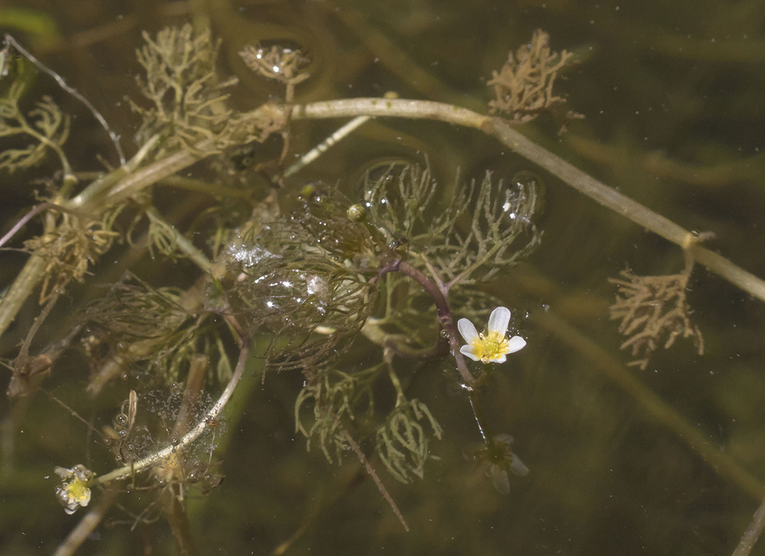 Image of genus Batrachium specimen.