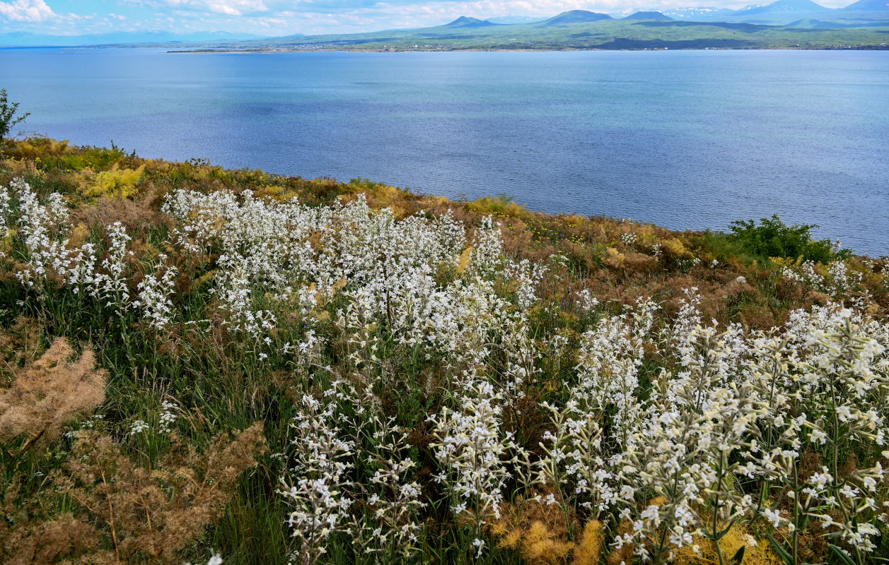 Image of Silene viscosa specimen.