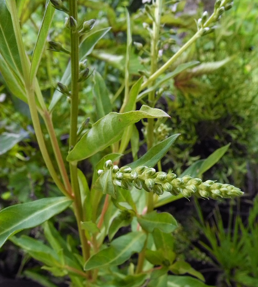 Изображение особи Lysimachia fortunei.