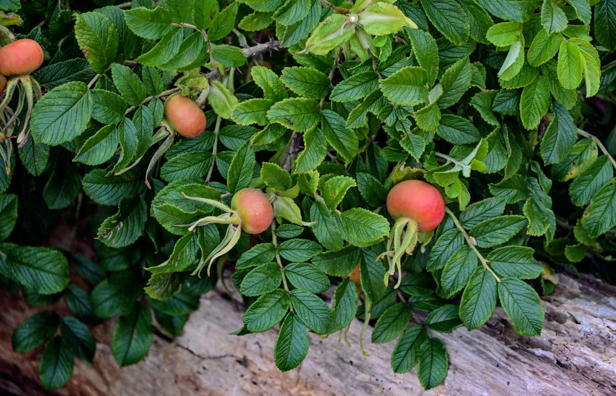 Изображение особи Rosa rugosa.