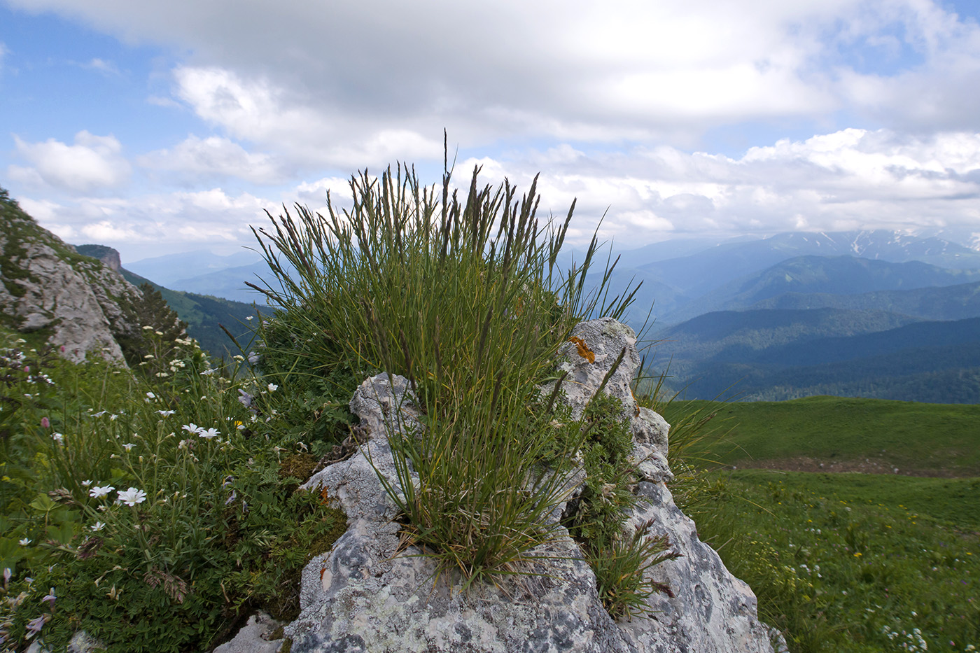 Изображение особи семейство Poaceae.