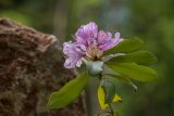Фото Rhododendron ponticum