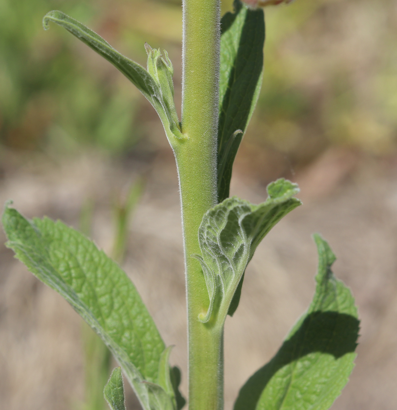 Image of Digitalis purpurea specimen.