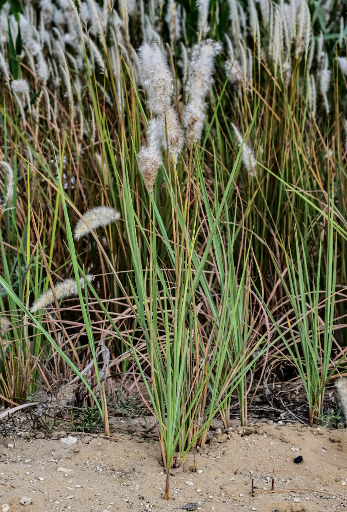 Изображение особи Imperata cylindrica.