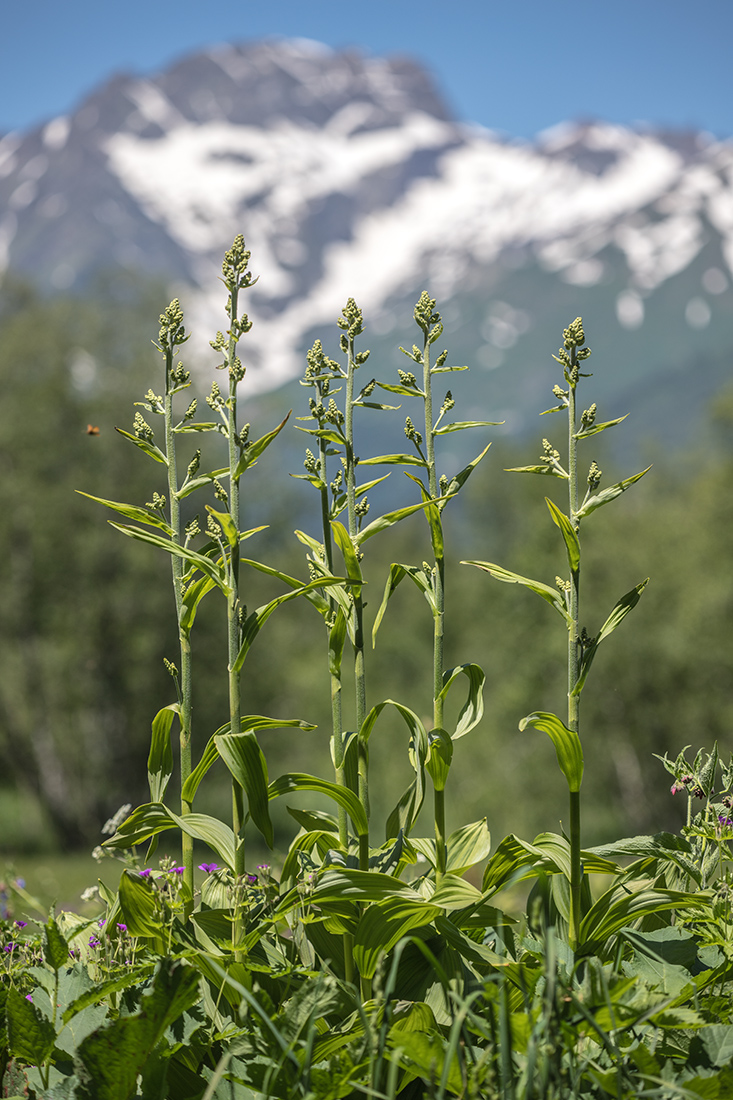 Изображение особи Veratrum lobelianum.