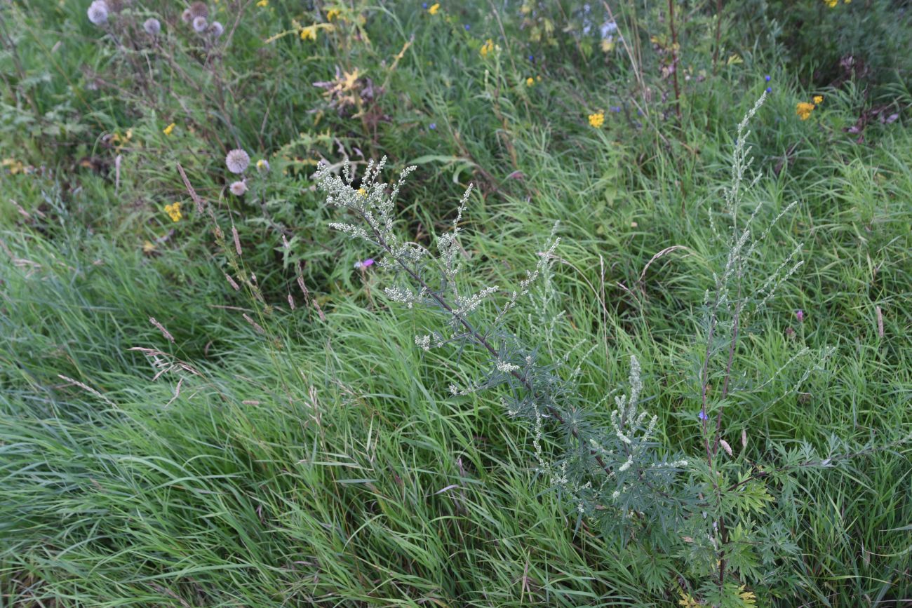 Изображение особи Artemisia vulgaris.