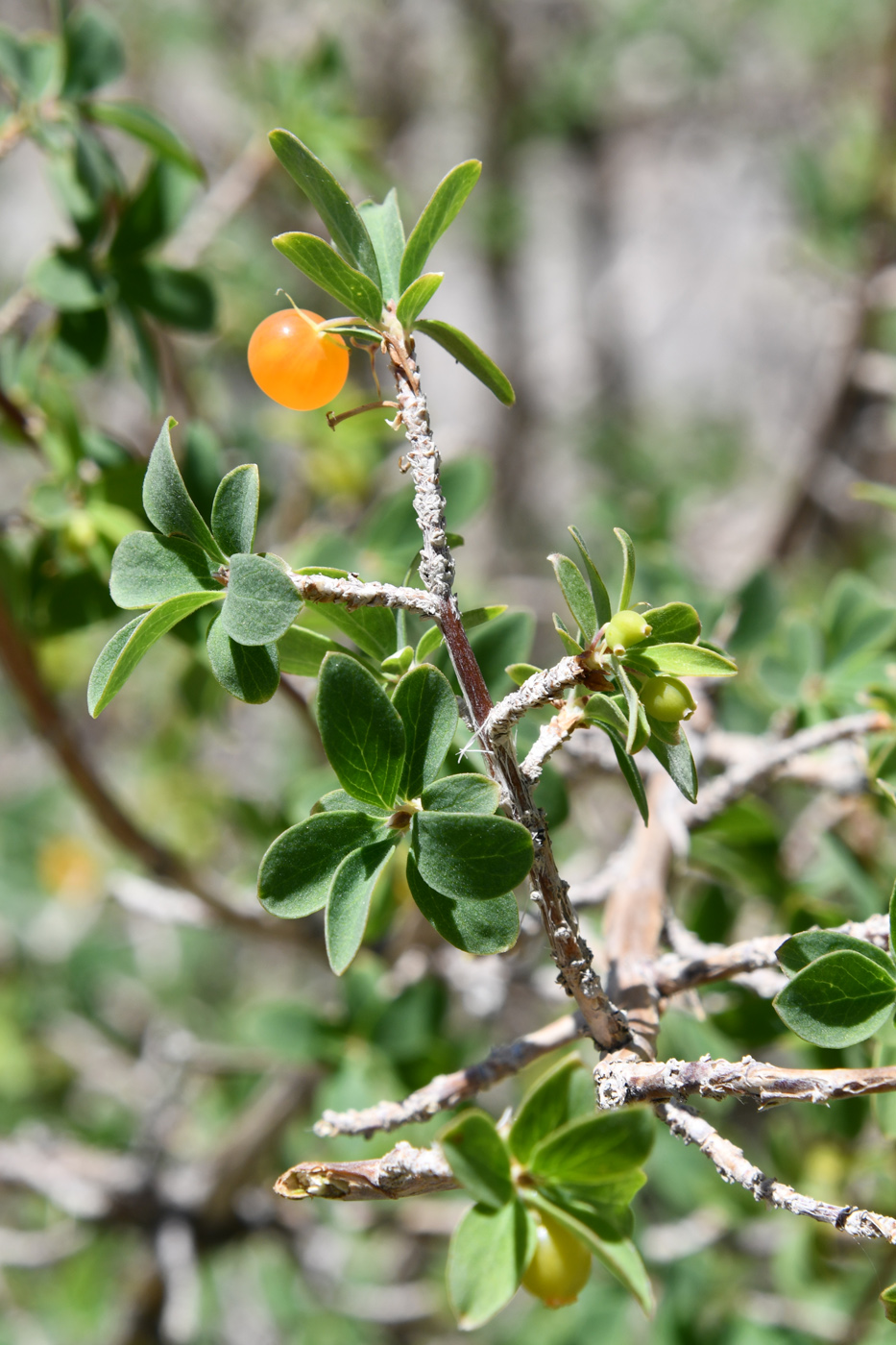 Изображение особи Lonicera microphylla.