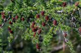 Larix sibirica. Часть ветви с шишками. Красноярский край, Таймырский Долгано-Ненецкий р-н, плато Путорана, устье р. Кутарамакан, опушка смешанного леса. 26.07.2023.