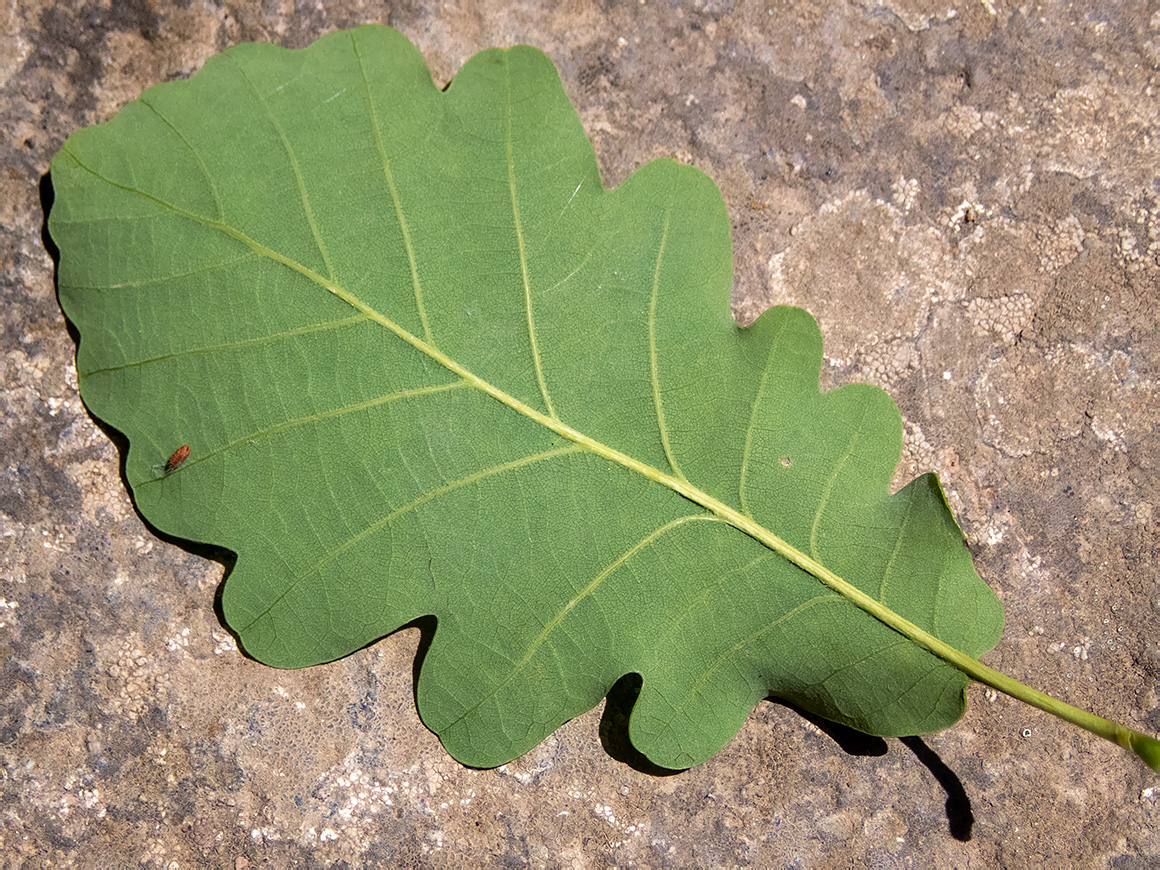 Image of Quercus petraea specimen.