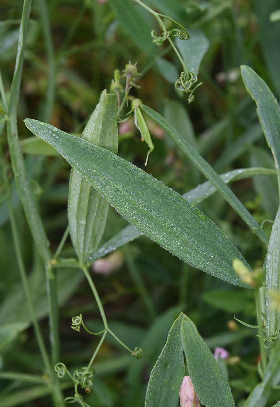 Изображение особи Lathyrus sylvestris.