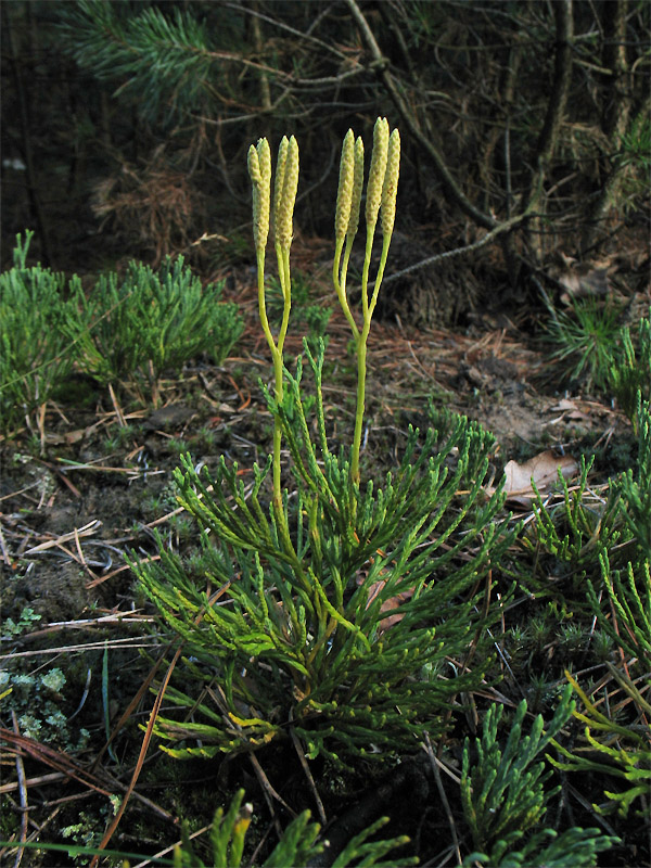 Image of Diphasiastrum tristachyum specimen.