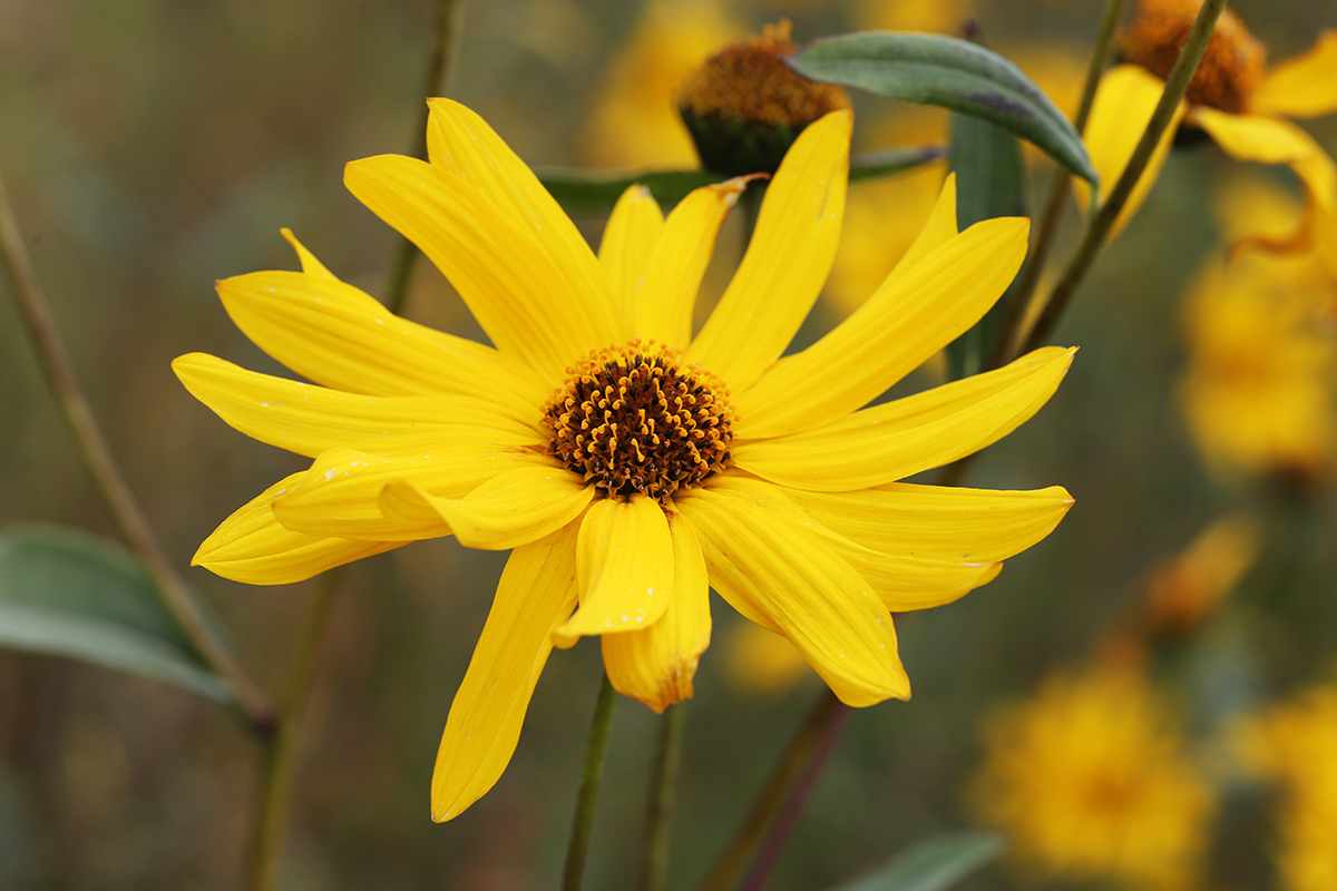 Image of Helianthus rigidus specimen.