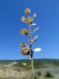 Alyssum hirsutum