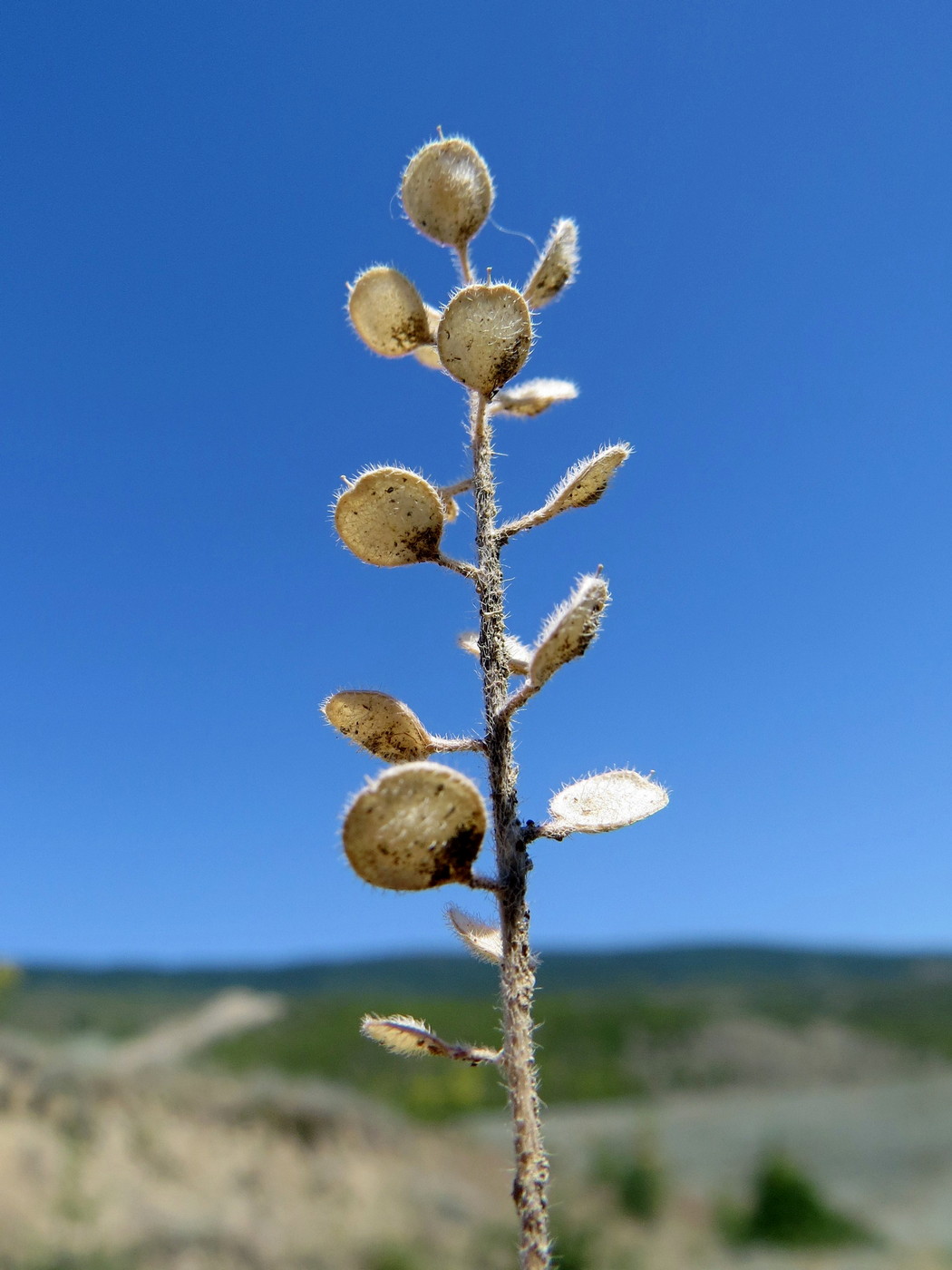 Image of Alyssum hirsutum specimen.