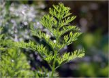 Daucus sativus