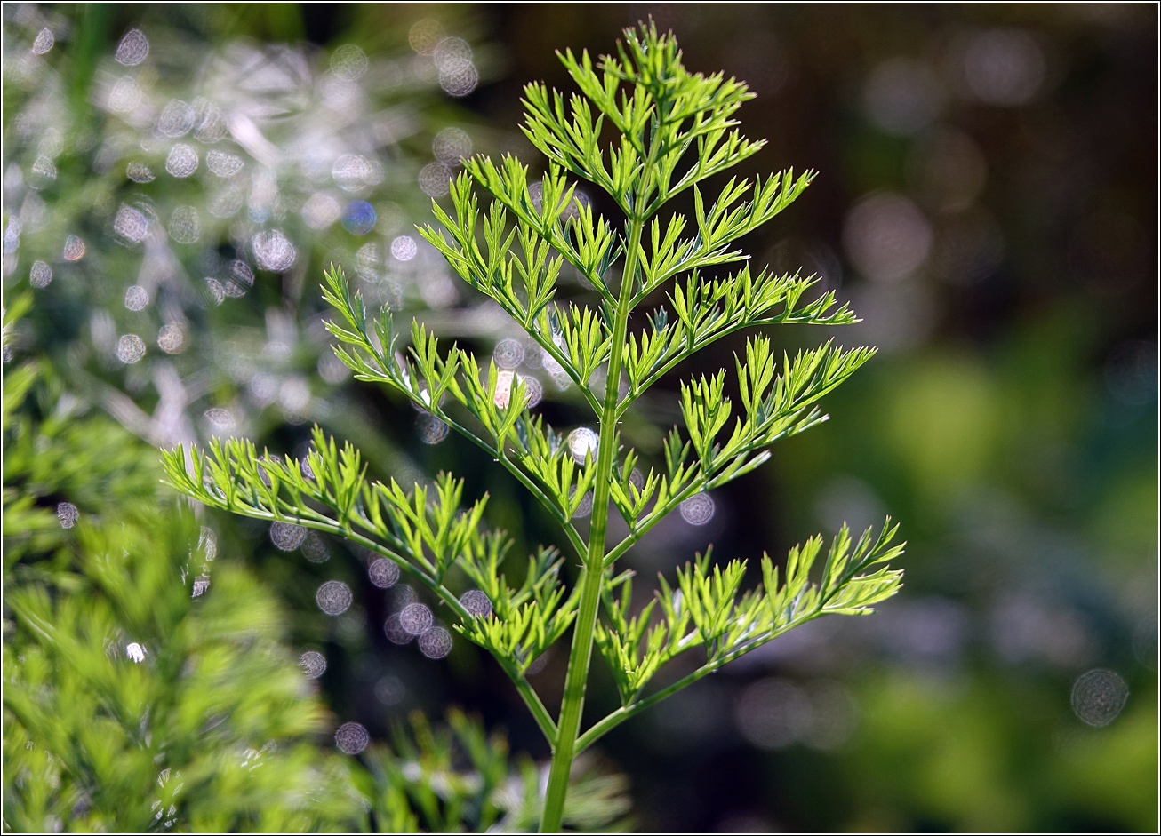 Image of Daucus sativus specimen.