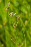 Juncus bufonius