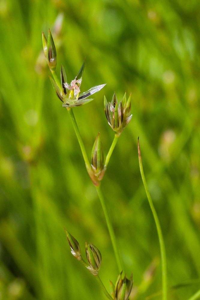 Image of Juncus bufonius specimen.