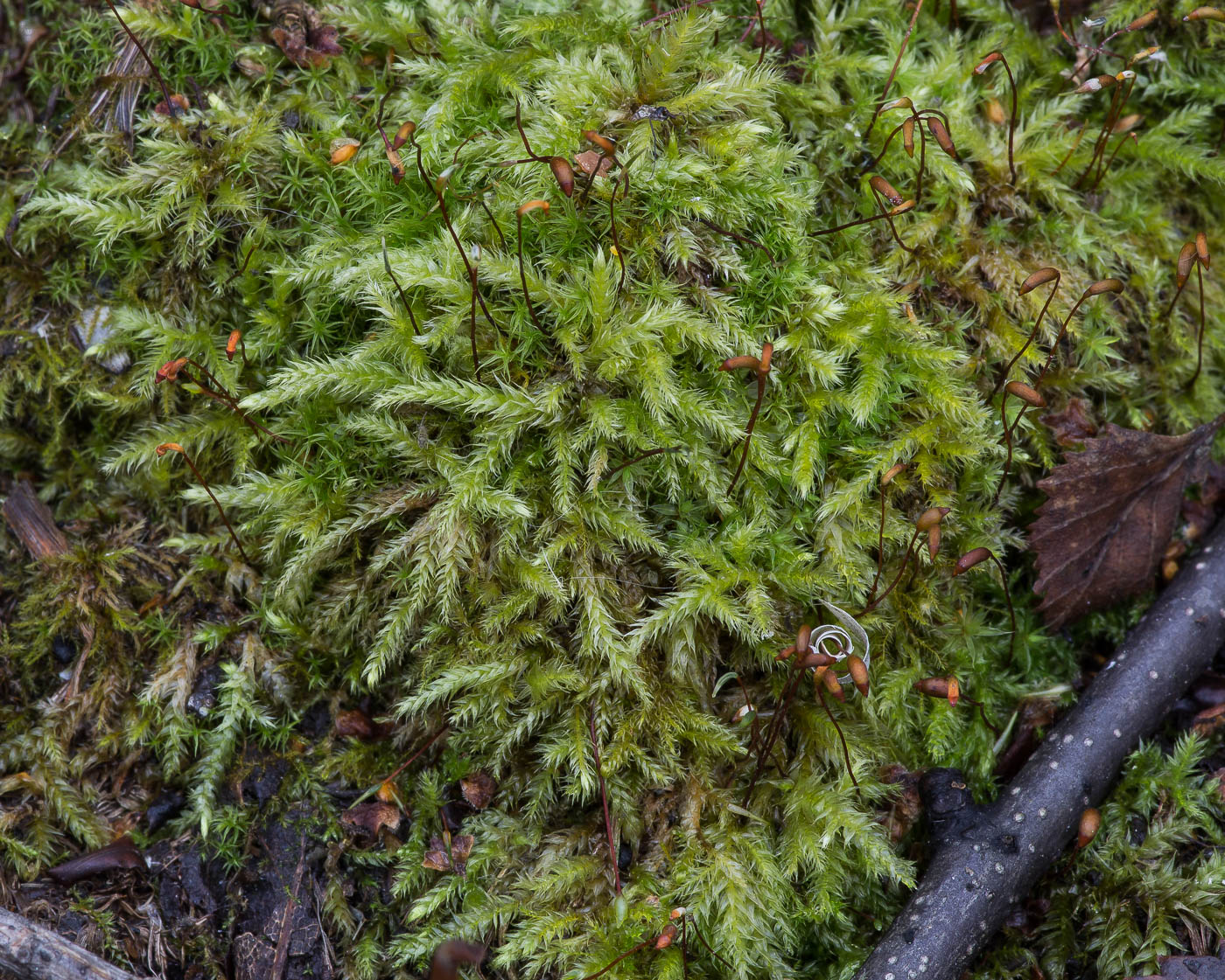 Image of familia Brachytheciaceae specimen.