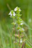 Euphrasia hirtella