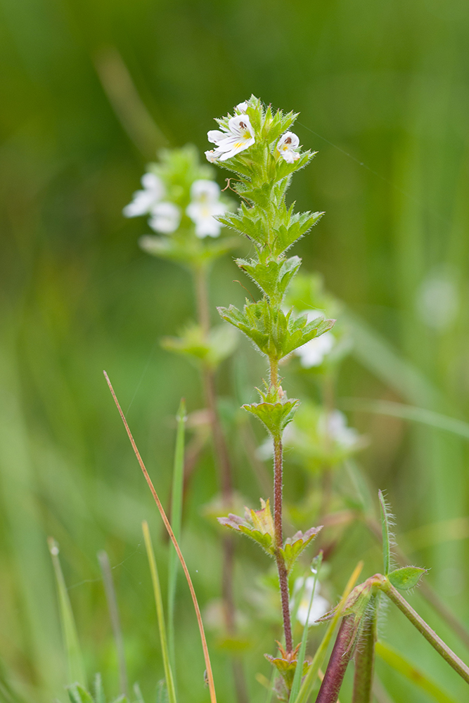 Image of Euphrasia hirtella specimen.