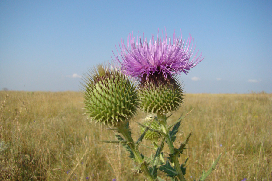 Изображение особи Cirsium ukranicum.