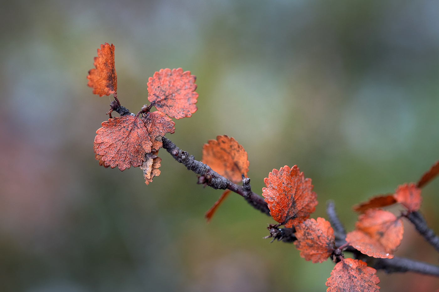 Image of Betula nana specimen.