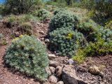 Astragalus arnacantha