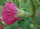 Alcea rosea