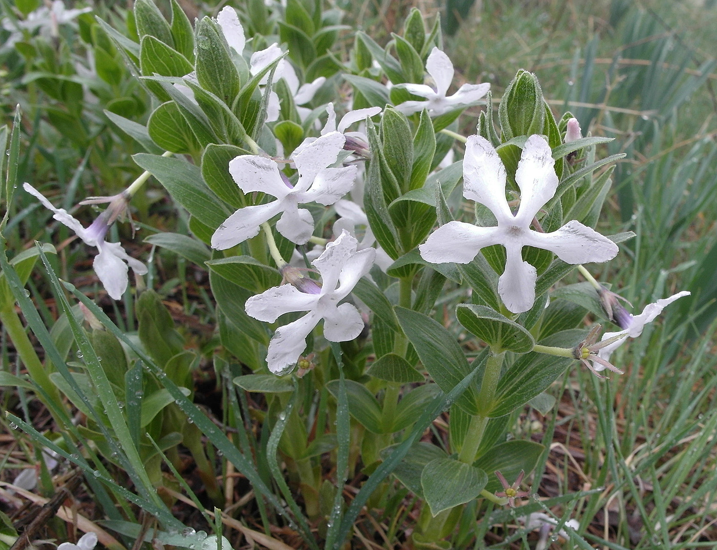 Изображение особи Vinca erecta.