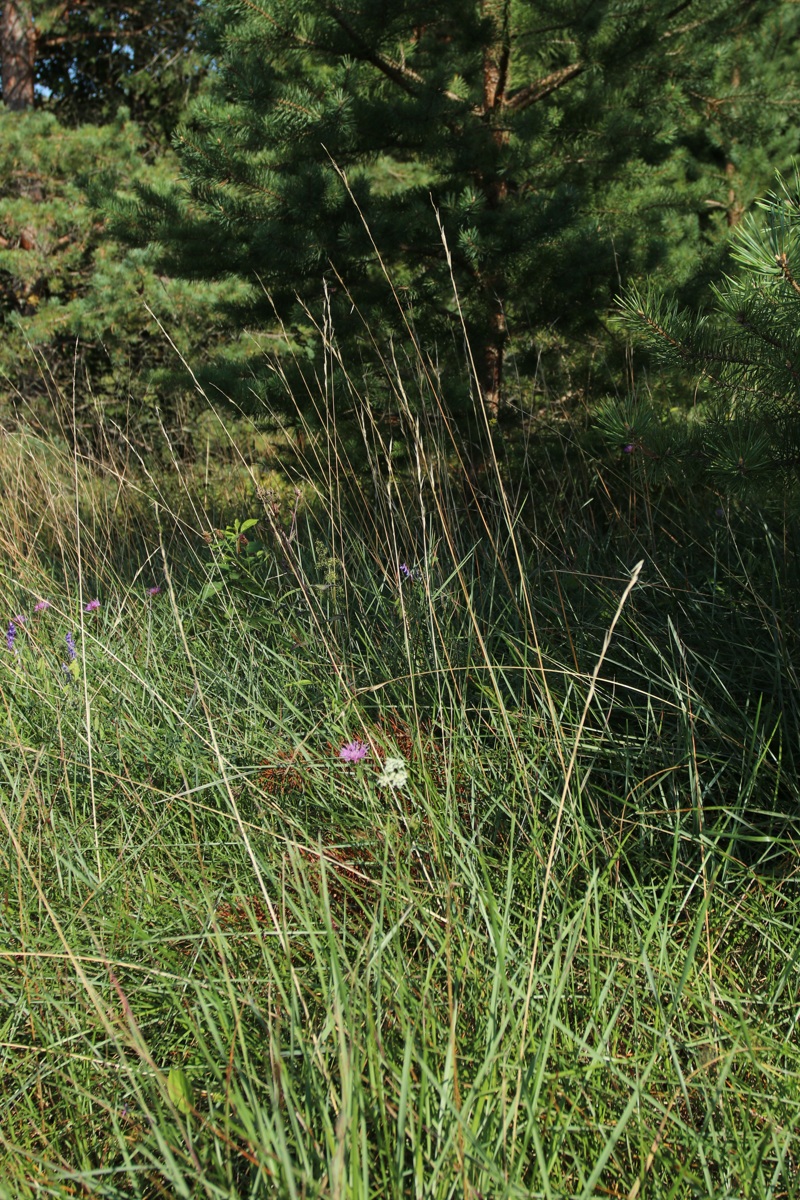 Image of Helictotrichon pratense specimen.