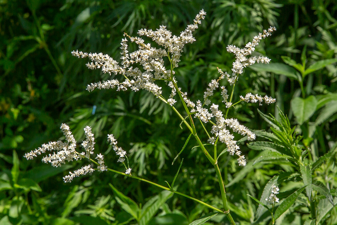 Image of Aconogonon alpinum specimen.