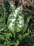 Смотреть изображение Pulmonaria officinalis