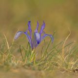 View full-size image Iris tenuifolia