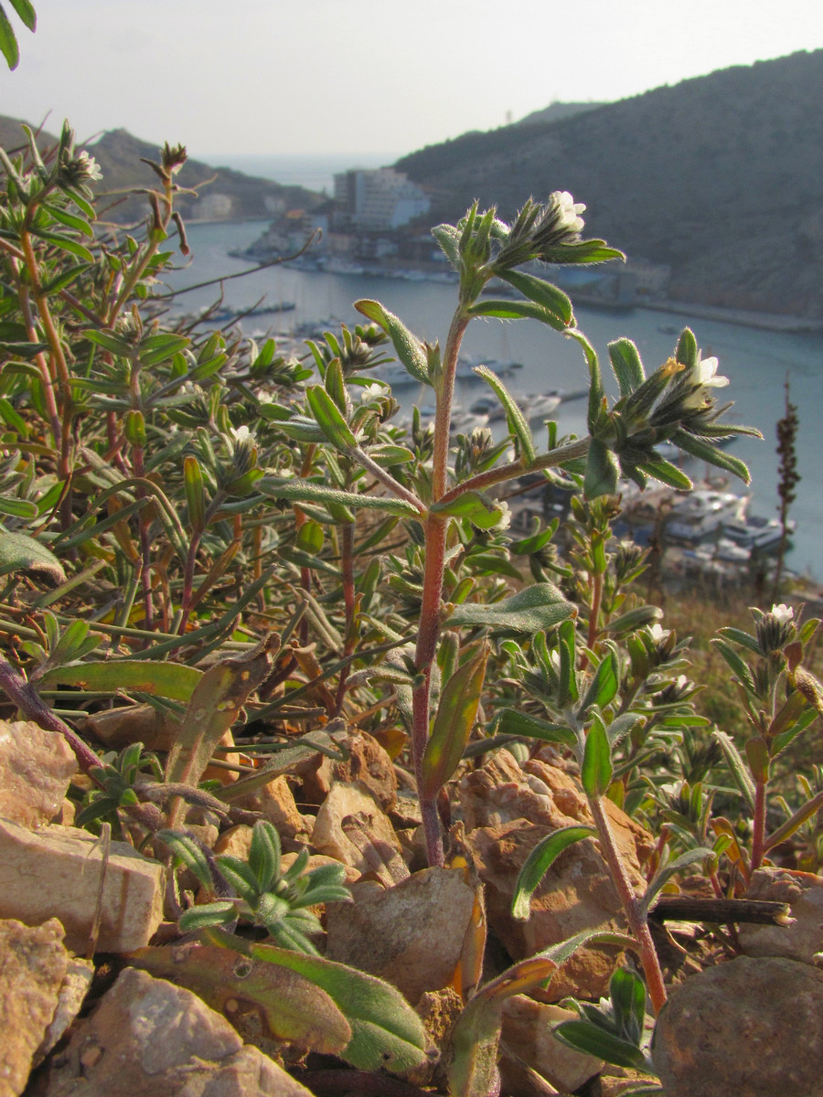 Image of Buglossoides arvensis specimen.