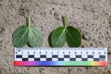 View full-size image Zygophyllum oxianum