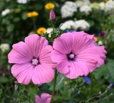 View full-size image Malva trimestris