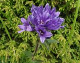 View full-size image Campanula glomerata