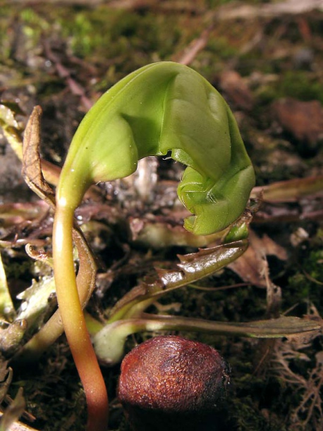 Image of Acer platanoides specimen.